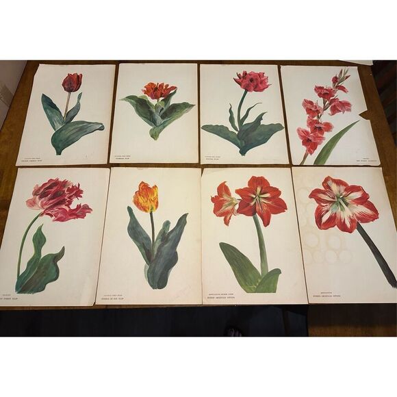 Flowers Drawn by Arlette Davids Text by Princess Bibesco prints Red  10x14” - Picture 1 of 12